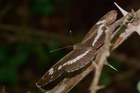 : Limenitis camilla