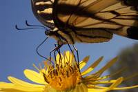 : Papilio glaucus glaucus; Eastern Tiger Swallowtail