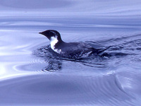 Ancient Murrelet, Synthliboramphus antiquus, Moresby Island, Haida Gwaii BC