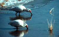 Crested Ibis (Courtesy WWF)