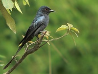 Ashy Drongo - Dicrurus leucophaeus