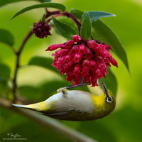 Mountain White-eye Scientific name - Zosterops montanus