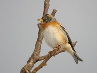 Fringilla montifringilla Brambling アトリ