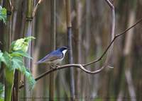 コルリ 700*500 28K Siberian Blue Robin Erithacus cyane (or Luscinia cyane)