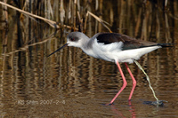 장다리물떼새 (Black-winged Stilt)