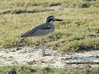 Photo of dytík křivozobý Esacus recurvirostris Great Stone Plover Krabbentriel