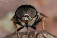 Hesteklæg (Tabanus sudeticus ) Foto/billede af