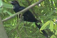 Asian Koel (Eudynamys scolopacea)