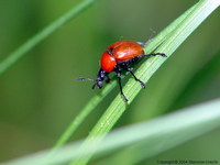 Attelabus nitens