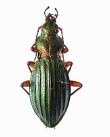 Carabus auronitens