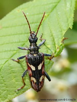 Rhagium bifasciatum