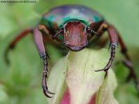 Cyprolais loricata