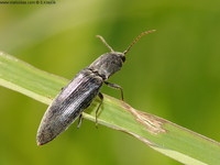 Agriotes pilosellus