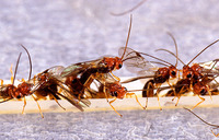 Biosteres arisanus