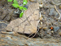 Odontopera bidentata - Scalloped Hazel