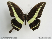 Papilio demolion