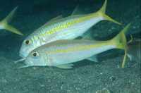 Mulloidichthys martinicus, Yellow goatfish: fisheries