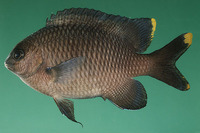 Stegastes pelicieri, Mauritian gregory: