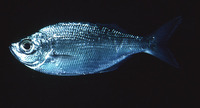 Kuhlia sandvicensis, Hawaiian flagtail: gamefish, aquarium