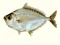 Gazza achlamys, Smalltoothed ponyfish: fisheries