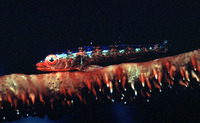 Bryaninops erythrops, Erythrops goby: