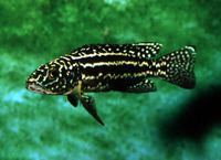 Lepidiolamprologus nkambae, : aquarium