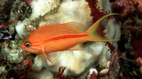 Pseudanthias fasciatus, One-stripe anthias: