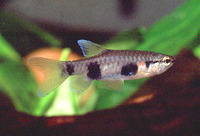 Pyrrhulina vittata, Banded pyrrhulina: aquarium