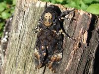 Acherontia atropos - Death's-head Hawk-moth