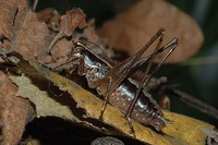 Yersinella raymondi