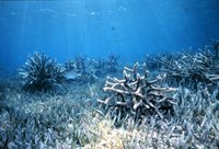 Acropora cervicornis