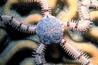 Ophionereis reticulata - Reticulated Brittle Star