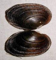 Unio crassus - Thick Shelled River Mussel