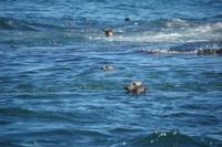 Image of: Phoca vitulina (harbor seal), Halichoerus grypus (gray seal)