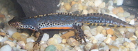 Triturus alpestris - Alpine Newt