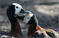 Dendrocygna viduata - White-faced Whistling-Duck