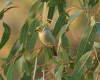 Lichenostomus penicillatus - White-plumed Honeyeater