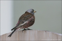 Leucosticte tephrocotis - Gray-crowned Rosy-finch