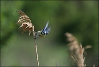 Parus caeruleus - Blue Tit