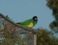 Barnardius zonarius - Australian Ringneck