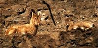 Hemitragus jemlahicus - Himalayan Tahr