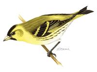 Image of: Carduelis spinus (Eurasian siskin)