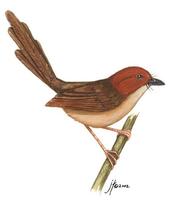 Image of: Clytomyias insignis (orange-crowned fairywren)