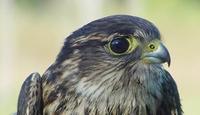 Image of: Falco columbarius (merlin)