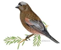 Image of: Leucosticte tephrocotis (grey-crowned rosy finch)