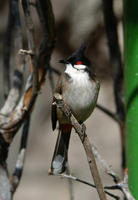 Image of: Pycnonotus jocosus (red-whiskered bulbul)