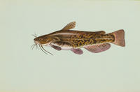 Image of: Ameiurus nebulosus (brown bullhead)