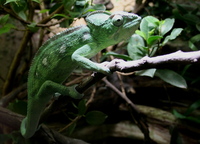 Furcifer oustaleti - Oustalet's chameleon