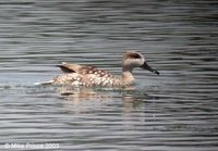 Marbled Duck - Marmaronetta angustirostris