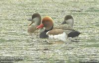 Red-crested Pochard - Rhodonessa rufina